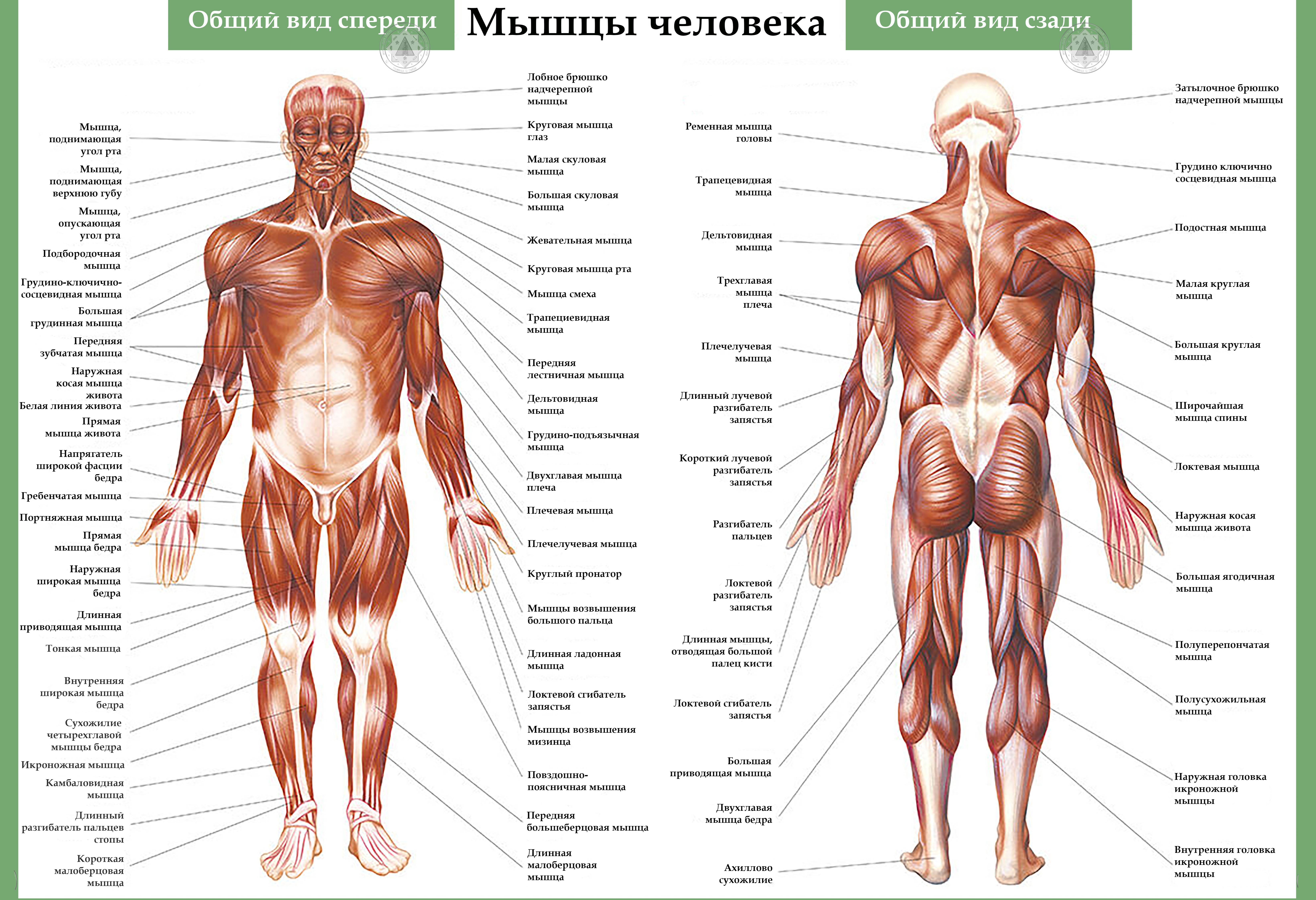 массаж классический